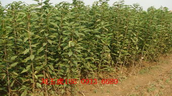 陜西櫻桃苗價(jià)格分析與種植指南