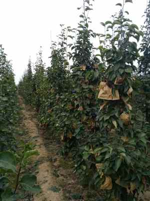陜西庫爾勒香梨樹苗基地 廠家直供，品質(zhì)保障，最新報(bào)價(jià)信息速覽