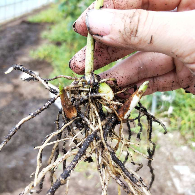 秦嶺珍品 陜西紫花三叉白芨種苗的栽培價(jià)值與前景