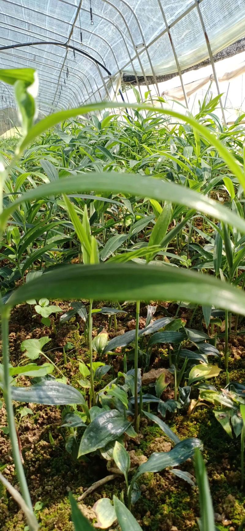 陜西秦嶺黃精種苗產業 地理優勢與種植前景